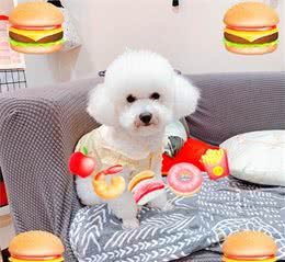 狗狗多大才能外出，做好这些就能够