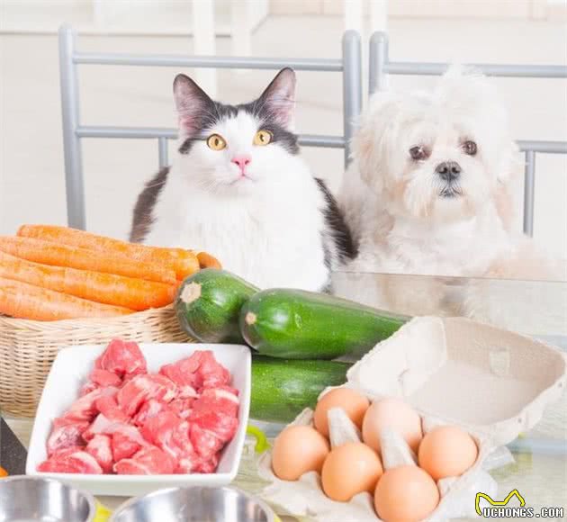 狗狗日常需要的食物到底有哪些？