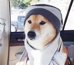 狗狗出门还得穿衣服？主人你高兴就好！