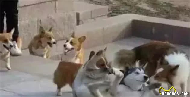 遇狼则强的哈士奇犬，连捷克狼犬都不怕的勇士，却被泰迪犬给吓坏了！