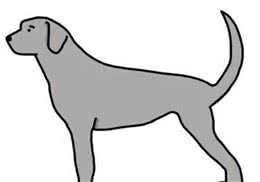 你对狗狗真的了解吗？一起来涨下知识吧！