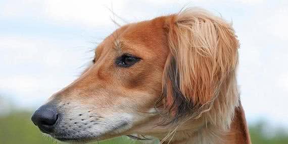 文明的见证者—萨路基犬
