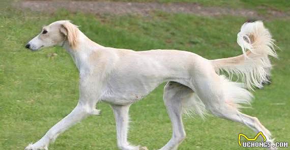 文明的见证者—萨路基犬