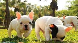 动物星球·世界名犬赏析—斗牛犬！
