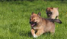 小狗多少天能够吃犬粮