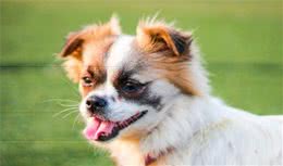 家养犬的进化历史