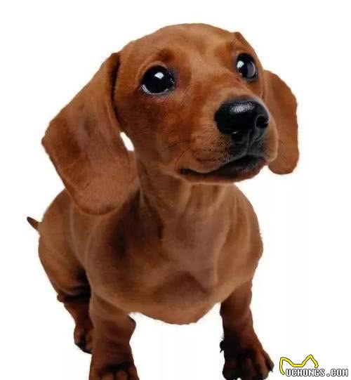 腊肠犬性格，够你吃一壶