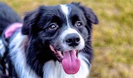 犬中暑，20分钟丧命，怎样才能救回一条狗命？