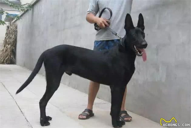 中国五大优秀犬种，你认识几种？每一种都是国犬传奇