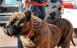 美国的新犬种“神兽子弹头”，见过吗？一种饱受世界争议的猛犬