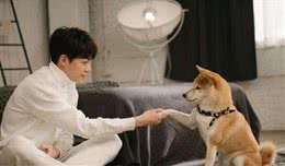 最简单方便的方法教会狗狗握手？只要三分钟任何狗狗都学得会