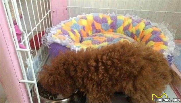 泰迪犬这些坏习惯，不能被惯出来，不然后悔的人是你！