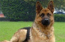 德国牧羊犬怎样训练能够用奖励食物方法