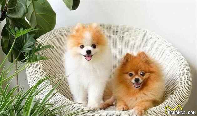 最合适老年人饲养的五种宠物犬，可谓是父母身边的贴身保镖！
