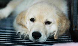 狗狗打喷嚏可不只是感冒，可能在欢迎主人，狗狗打喷嚏有6种原因