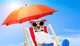 优质犬粮的选择方法