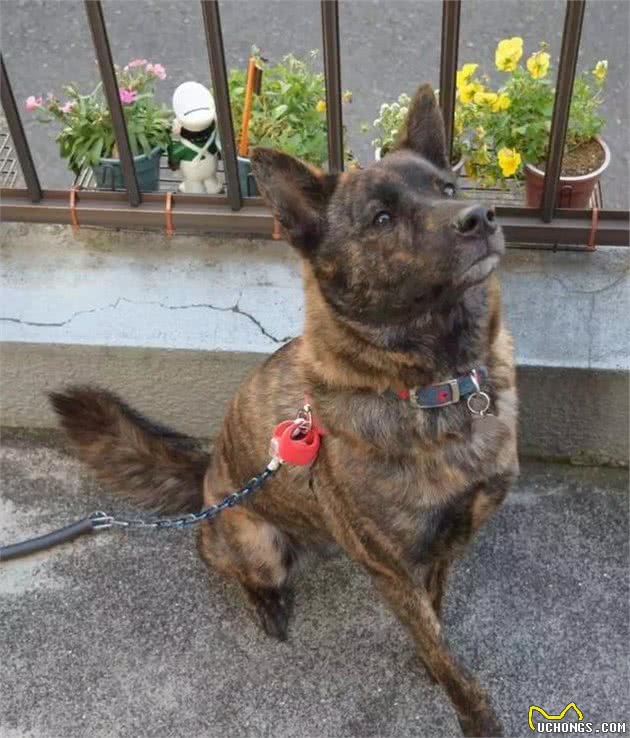 12种超级稀有的犬种，你知道狗的存在吗？