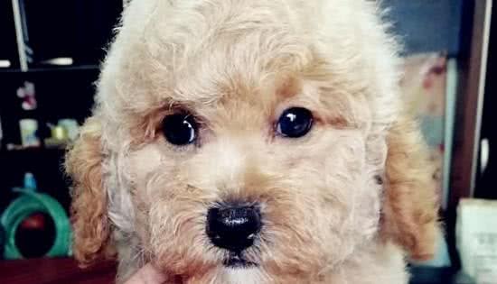 泰迪犬喜欢什么玩具