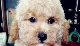 泰迪犬喜欢什么玩具