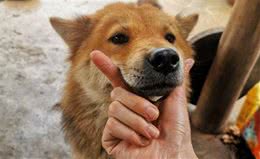 土狗羡慕其他狗狗的自由，它被长期拴在家里，心情依然很好
