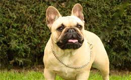 纯种法斗犬的几个特点，来看看你家法斗犬够不够纯