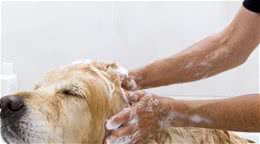 给狗狗美容的注意事项！