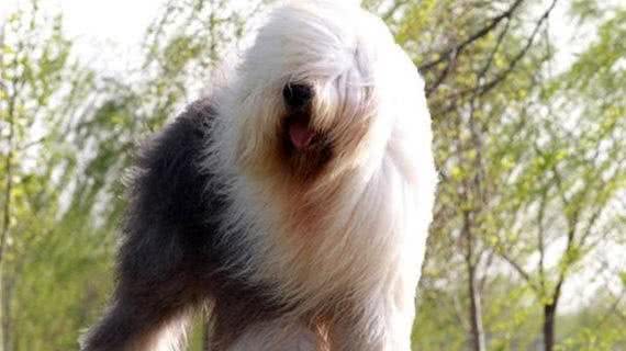 古代牧羊犬—对世界充满爱意的狗狗