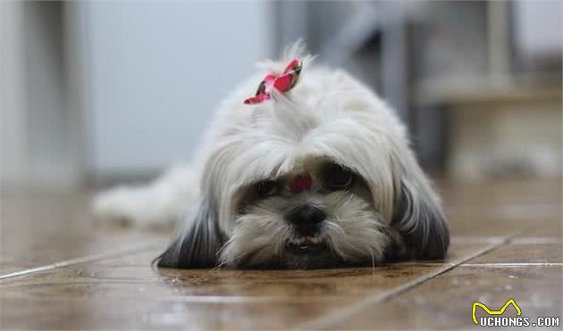 作为中国名犬，它们却要自救