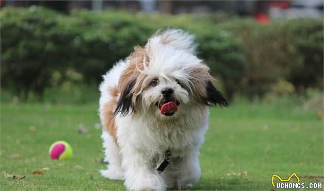 作为中国名犬，它们却要自救