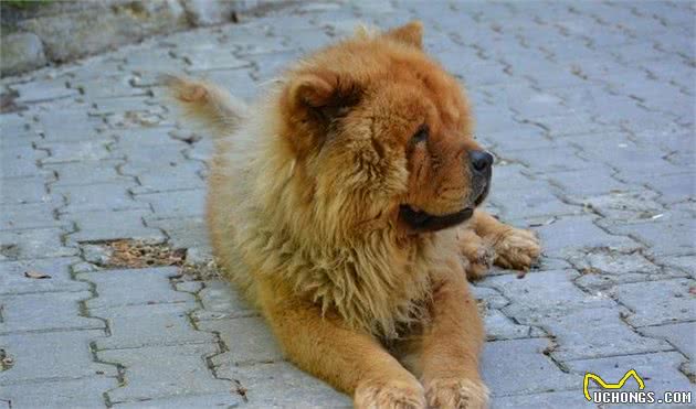 作为中国名犬，它们却要自救
