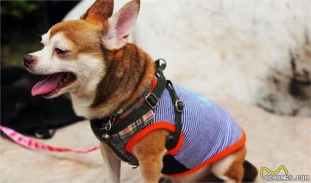 为什么遛狗时，一定得给狗狗系好牵引绳？