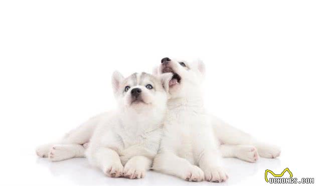 西伯利亚哈士奇犬该如何驯养，喜欢的朋友们该注意了啊