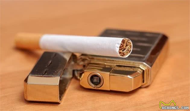 狗狗身上跳蚤泛滥？养狗老手送你8个偏方，让狗狗和跳蚤说拜拜
