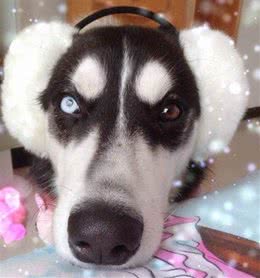 狗狗冬季御寒的小妙招