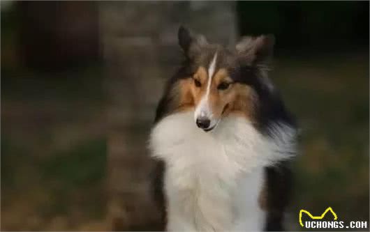 宠知识｜是喜乐蒂犬还是苏牧？不知道如何分辨的家长看过来