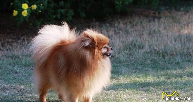 饲养博美犬的小技巧，你会吗？