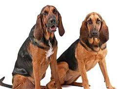 寻血猎犬有几种一般把猎犬分为三大类