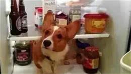 宠物夏天怎么过？清凉度夏小贴士帮你忙~