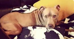 十二名壮汉从民宅捕走一只斗牛犬，只因有投诉听说这类狗很凶?