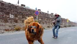 西藏这类动物曾为世界凶猛犬种，今“沦落”赚钱工具温顺呆萌