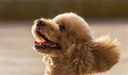 听说养“泰迪犬”时间长了，就会有这8种病！看看你身上有没有？