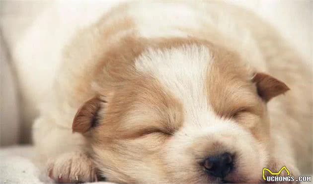 做到这几点,狗狗睡眠质量会更好