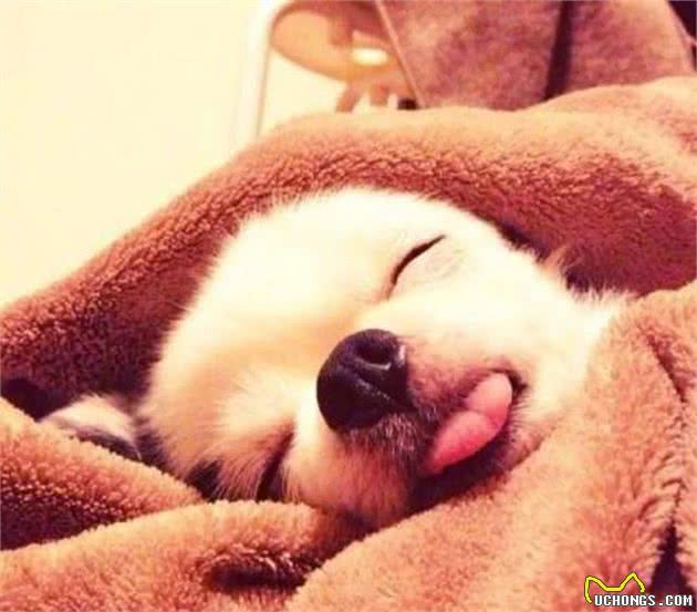做到这几点,狗狗睡眠质量会更好