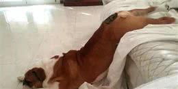 做到这几点，狗狗睡眠质量会更好