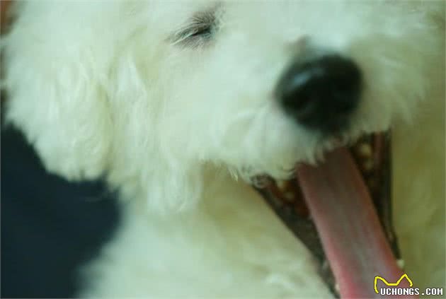 世界名犬—比熊犬（BichonFrisé）