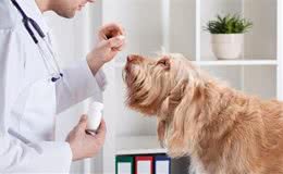 辟谣：狗狗吃驱虫药以后出现吼叫是中毒了？这是驱虫药的正常反应
