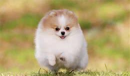 饲养博美犬，要注意这些地方！
