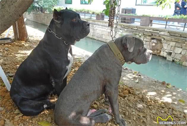 世界顶级护卫犬卡斯罗，只有养过它的人材懂！