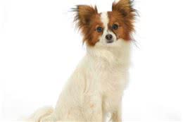 了解惠比特犬，熟知外形及饲养要点