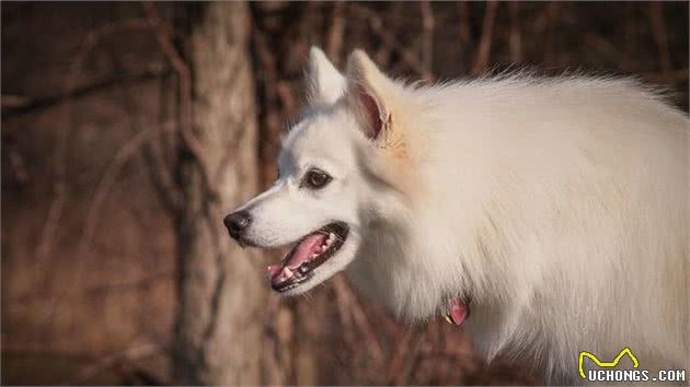 最受欢迎的宠物犬TOP10
